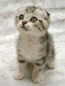 cute-kittenweee